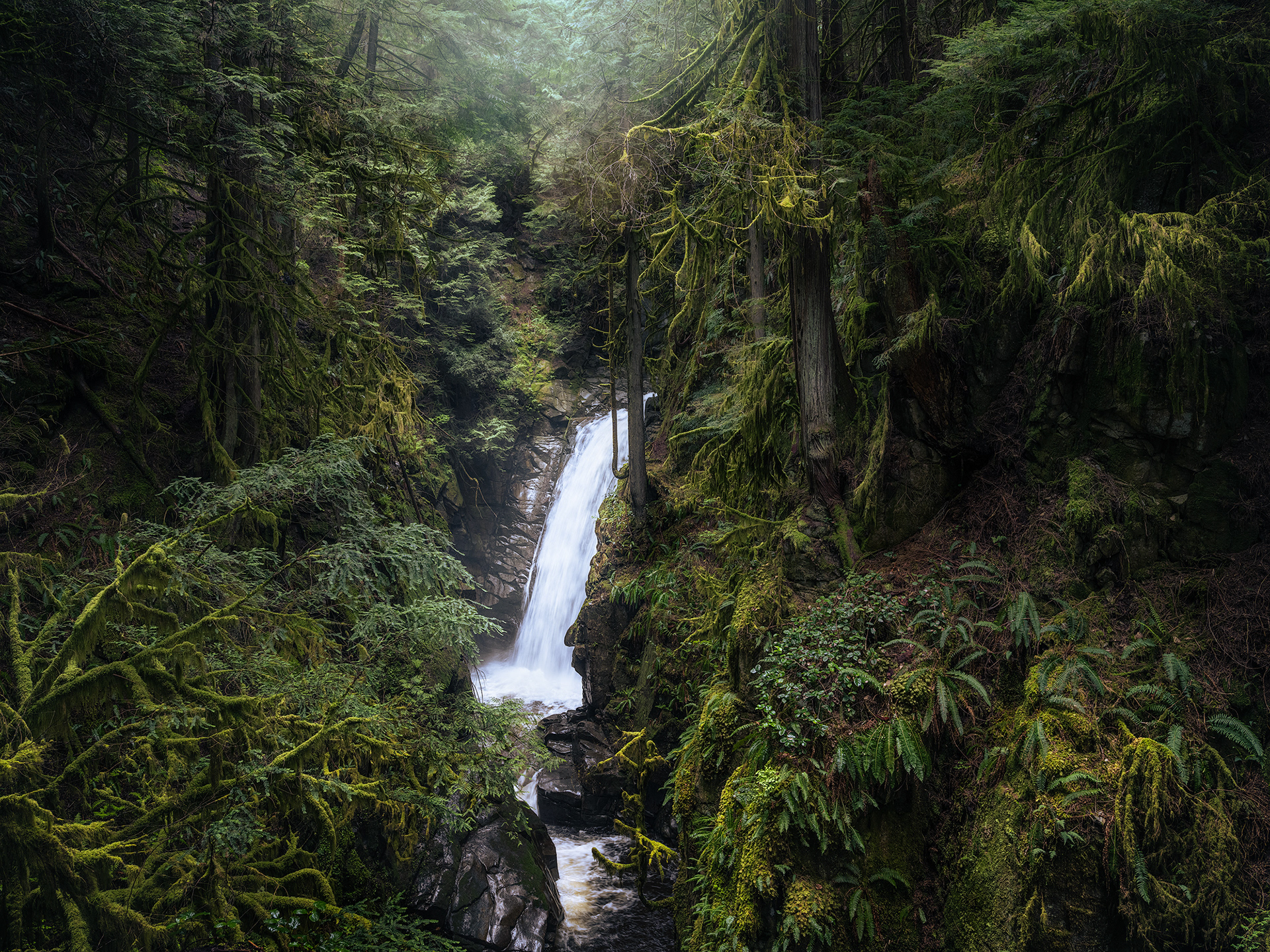 "Cypress"