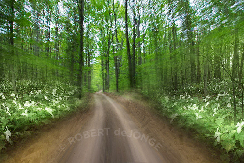 Movement, two-track, dirt road, trilliums, spring, Sleeping Bear Dunes, woodlands, trees