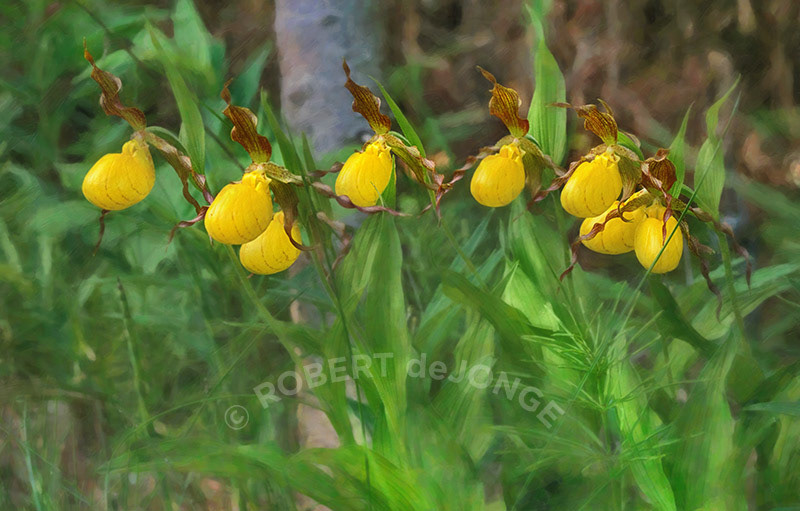 yellow lady's slipper, orchid, woodlands, northern michigan, Harbor Springs