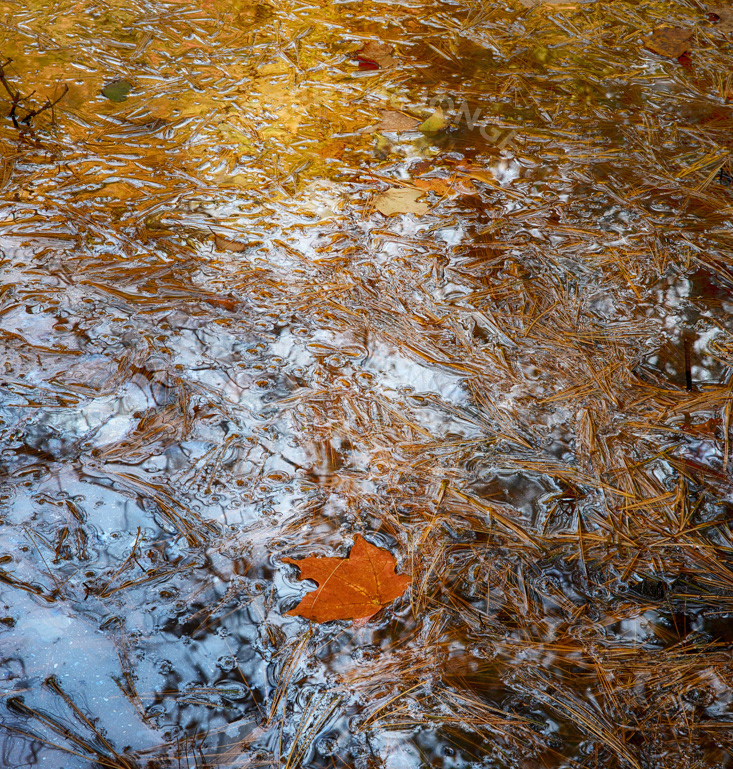 Pine needles laying in a puddle beneath trees — reflecting the sky and reflecting autumn colors. Maple leaf and reflection of golden beech trees. Deteriorating maple and oak leaves on a silver puddle