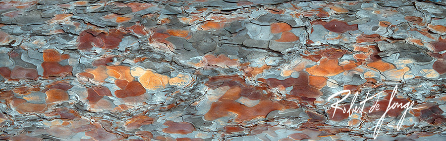 Pine bark patterns