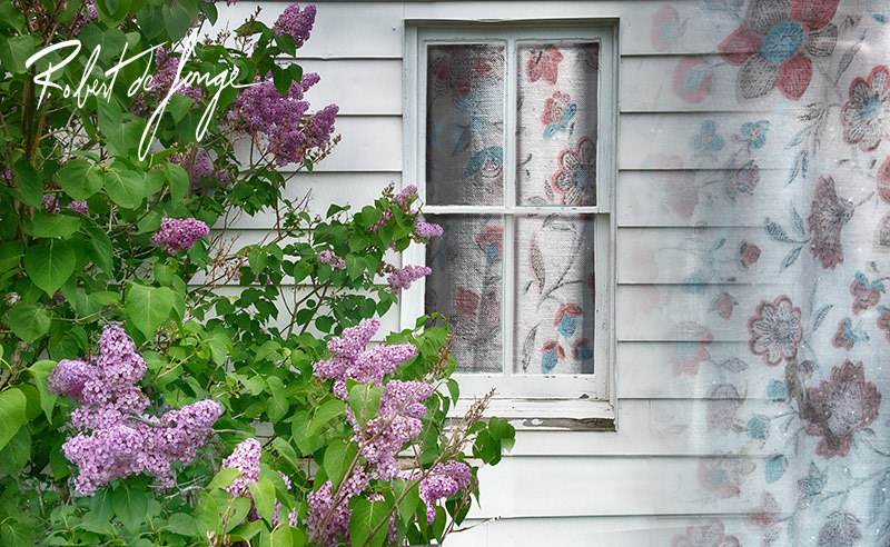 Lilacs bloom outside the window of the Lawr Farmhouse