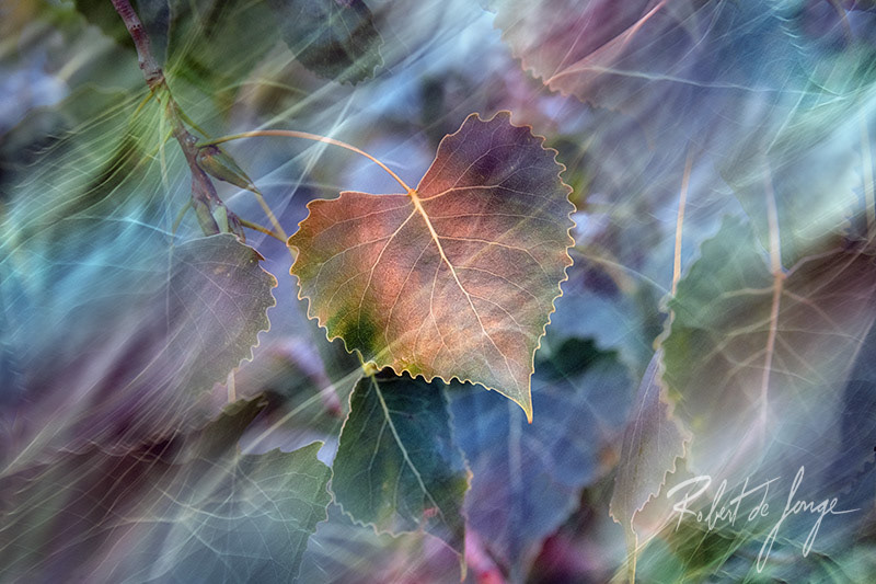 A poplar leaf caught in the wind on a dune