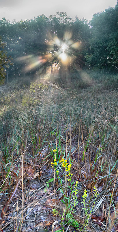 The rising sun peeks through the trees and the morning mist creating rainbow sun rays