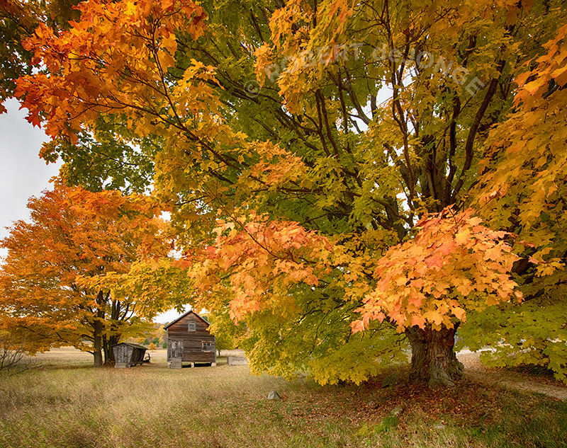 A beautiful maple with golds, reds, and greens is a protector of the Martin Basch Homestead at Port Oneida. Under the limbs of the tree a barn and corn crib are seen.