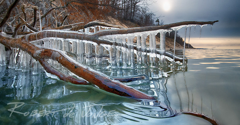 Icicles hang from branches of a tree that has fallen into the lake due to errosion