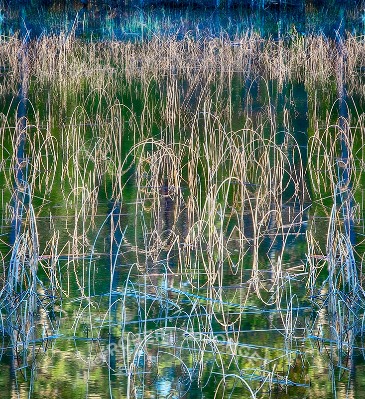Wetlands, swap, bent reeds, reflections, Platte River, sleeping bear dunes