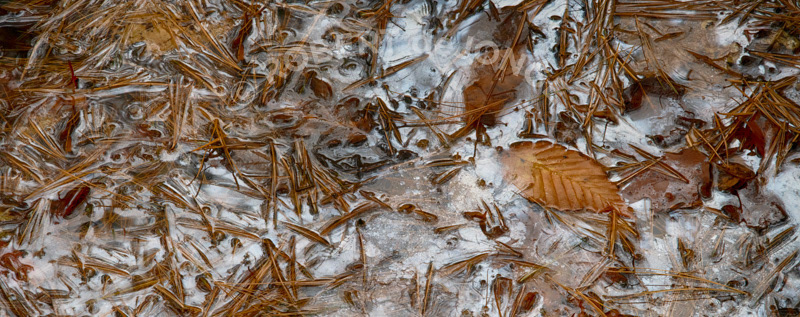 Pine needles laying in a puddle beneath trees — reflecting the sky and reflecting autumn colors. Beech leaf and Pine Needles