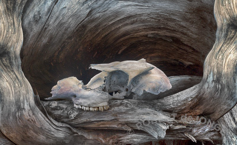 A Deer skull found near the Presque Isle River in Porcupine Mountains Wilderness State Park, MI