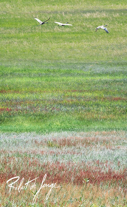 Three Sandhill Cranes take flight over a meadow at Port Oneida