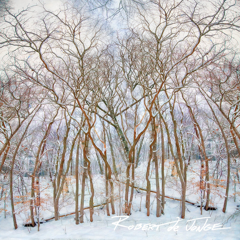 A Winter woods scene with trees leaning in towards each other.