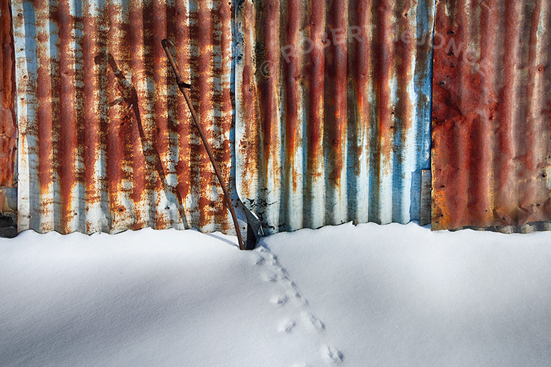 animal tracks, snow, metal siding, barn, Ole Olsen Farm