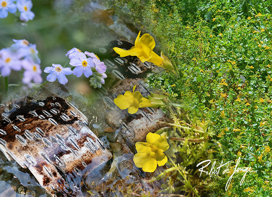 A blend of the endangered Michigan Monkey Flower and Forget-Me-Nots 