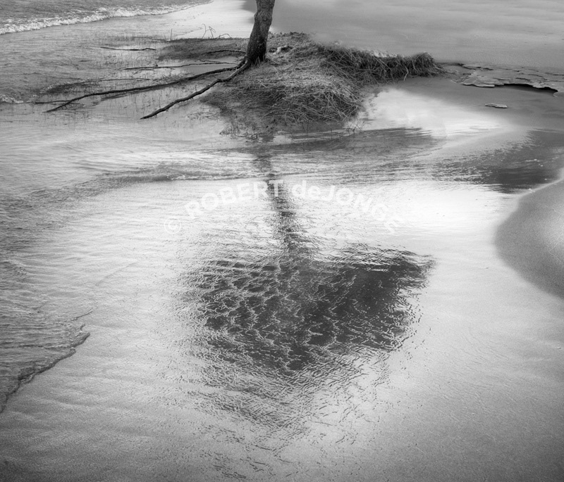 A reflection of the Lake Tree in thew sweeping waves of Lake Michigan. Black & White, Hoffmaster State Park