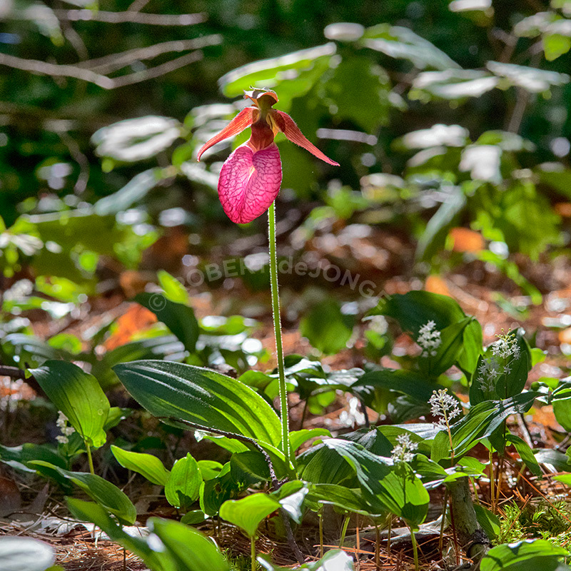 The morning sun lights up a pink Lady's Slipper on a bed of pine needles