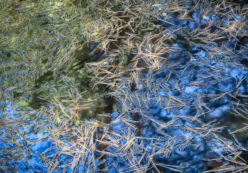 Pine needles laying in a puddle beneath trees — reflecting the sky and reflecting autumn colors. Simple fields of color — Blue sky and Green pine tree reflections