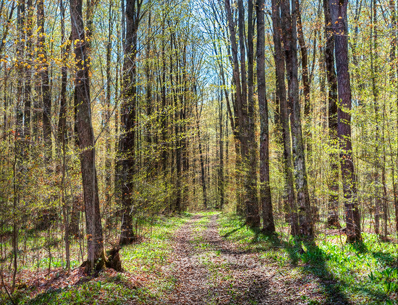 Spring time, Woods, new leaves, morning, shadows, two track, trail