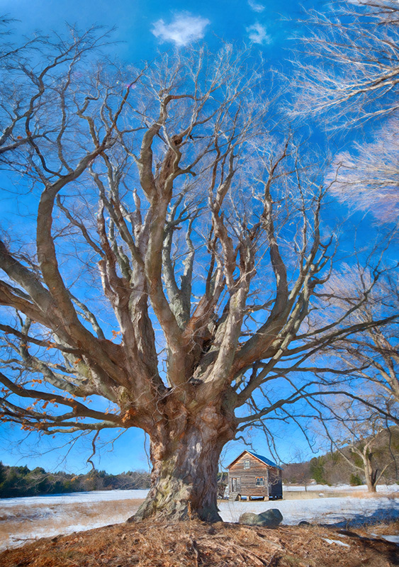Wide Angle view of the Ancient knarley maple on the Basch Farm