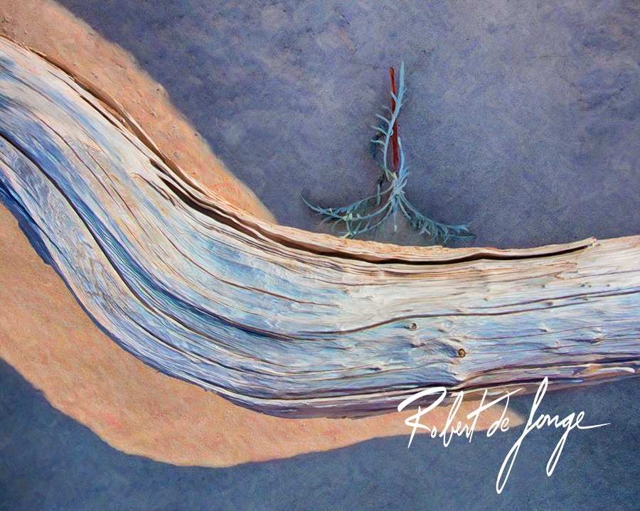 a curved log laying on the sand accented by a Pitcher Thistle • TheCurve5b.jpg