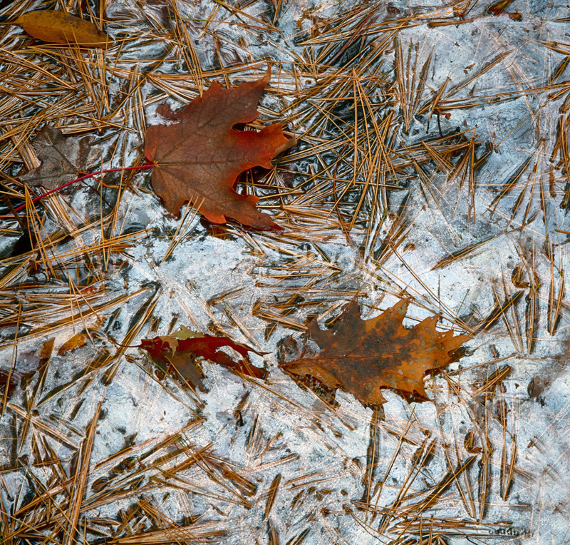 Pine needles laying in a puddle beneath trees — reflecting the sky and reflecting autumn colors