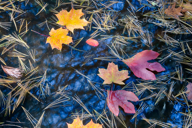 Pine needles laying in a puddle beneath trees — reflecting the sky and reflecting autumn colors. Sassafras and Maple Leaves