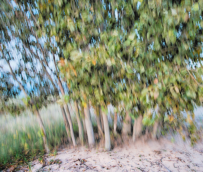 Poplar trees, Wind, sleeping bear dunes, sleeping bear point, Impressionism