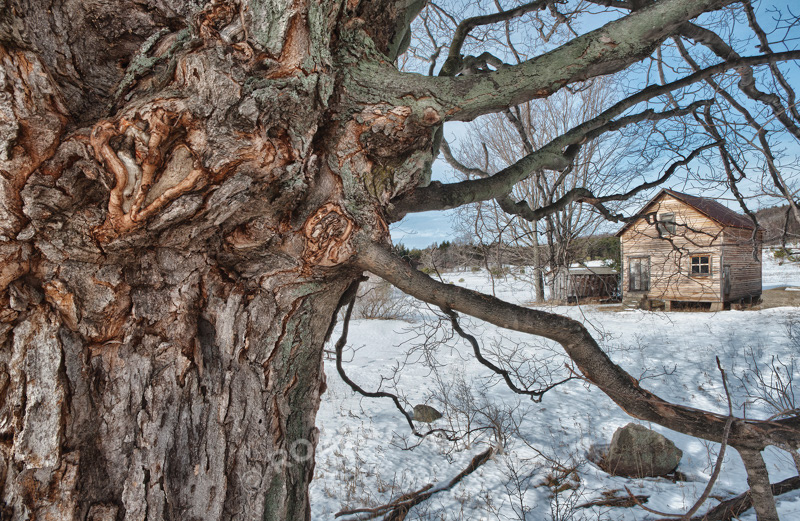 Maple tree, barn, corn crib, winter, snow, Martin Basch Farm