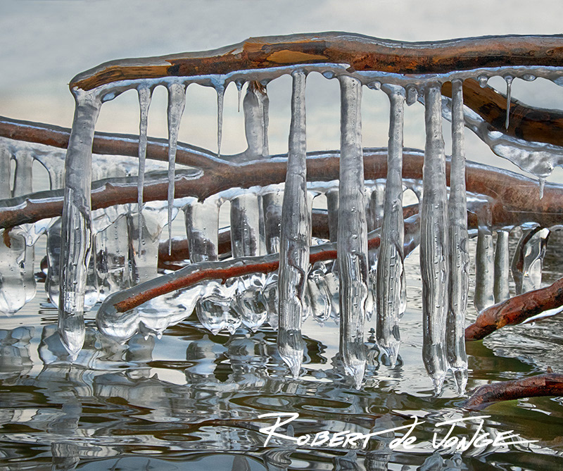 Icicles hang from branches of  a tree that has fallen into Lake Michigan