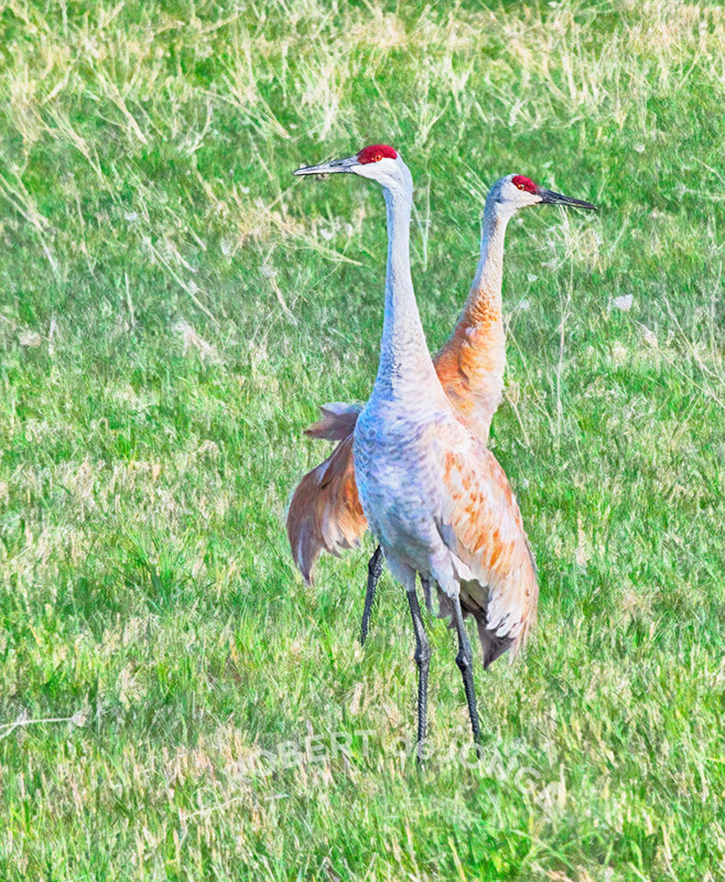 Sandhill Cranes, Pair, meadow, field, farm, Port Oneida, Sleeping Bear Dunes National Lakeshore