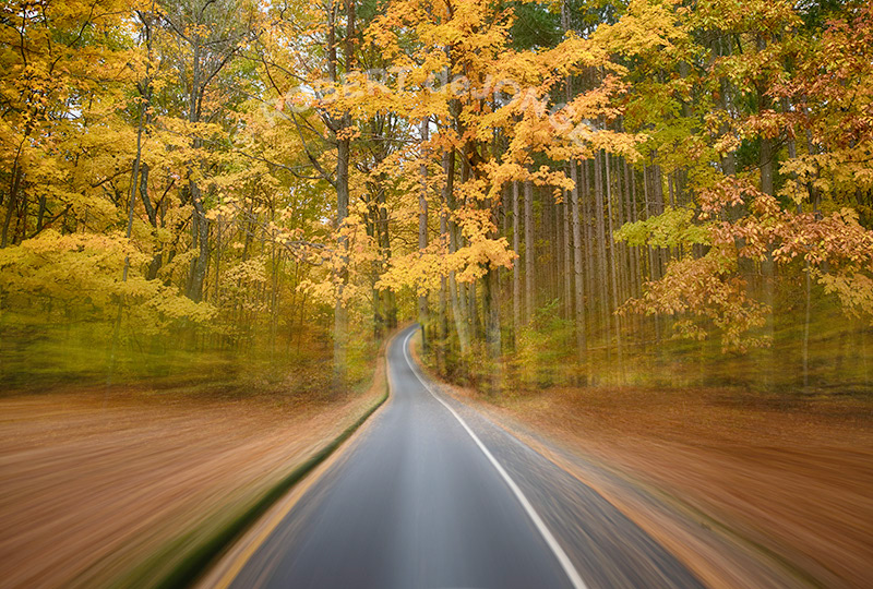 Autumn on the Pierce Stocking Scenic Drive. A combination of movement and static images showcases the beech and pine forests along the drive.
