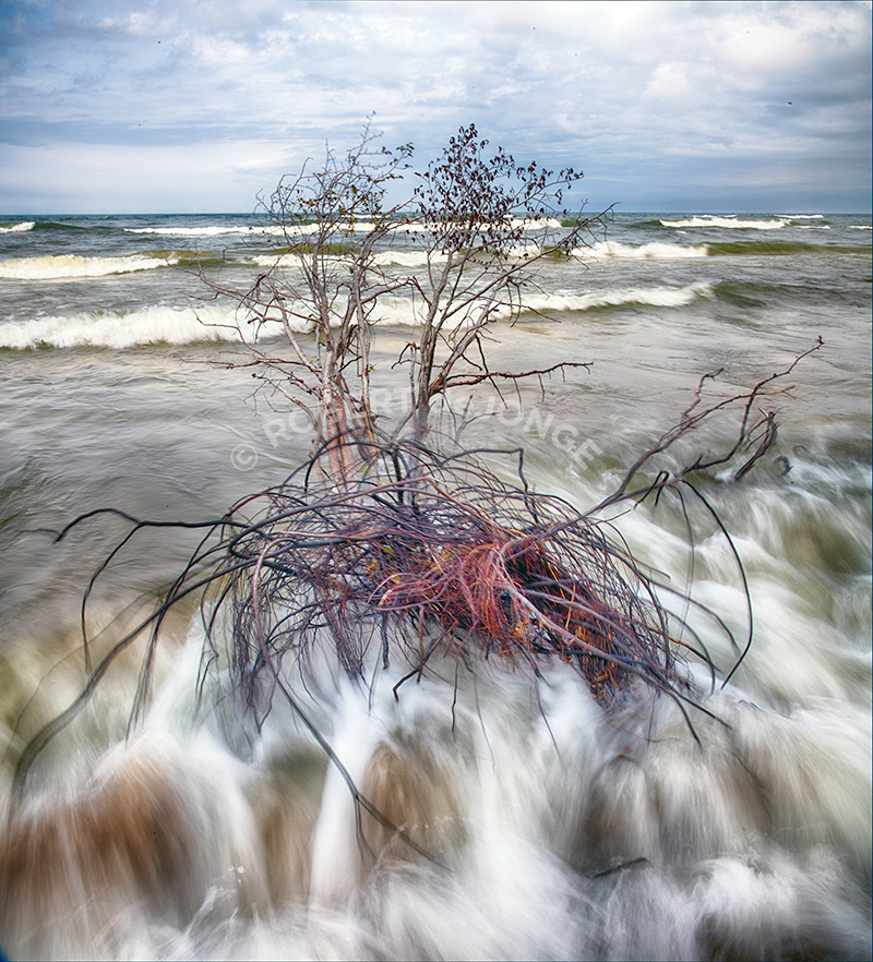 The surf washes over the roots of a tree that has fallen into Lake Michigan due to erosion