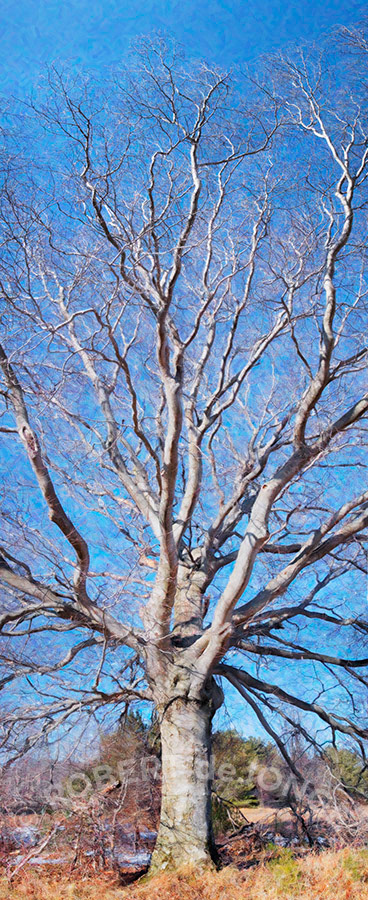 Beech Tree, Port Oneida, Panorama, tall, autumn