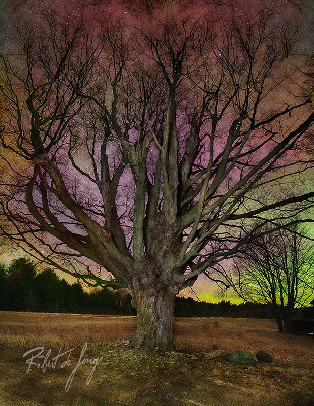 The grand old Maple that stands at the Basch Farm is backlit by the Norther Lights