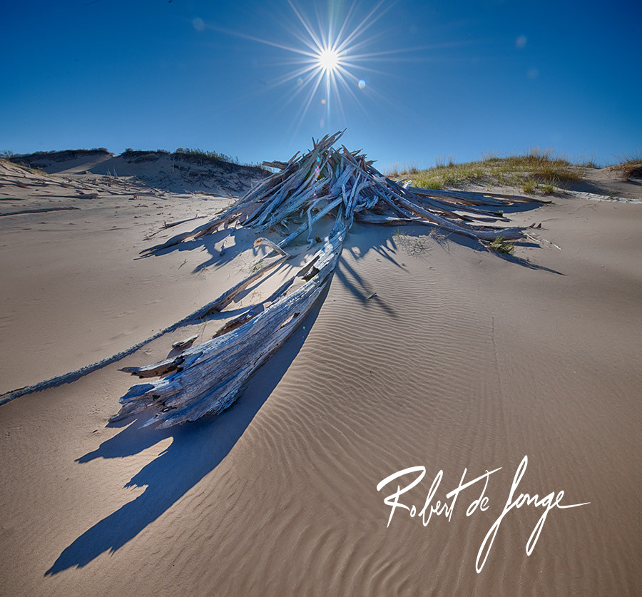 A Teepee of Ghost forest logs in the morning sun at Sleeping Bear Dunes • StarBurstTP2b.jpg