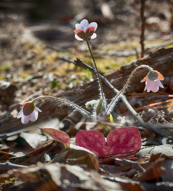Wildflowers, hepatica, bent, backlit, leaves, foliage, forest Floor