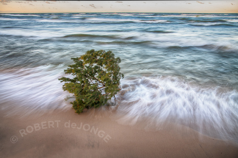 A time exposure of the surf surrounding the Lake Tree which is mostlt submerged in the waters of Lake Michigan. Evening