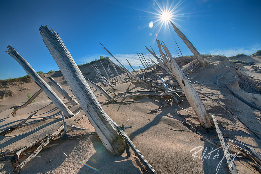 The morning sun rises over the ghost forest at Sleeping Bear • GhostForestSunburst3b.jpg