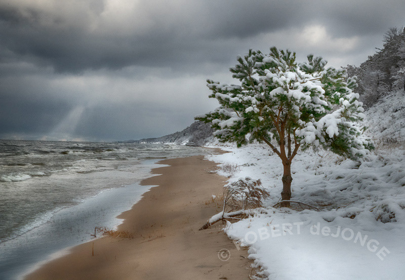 The rising Lake levels approach the Lake Tree in winter. A new coat of snow and a ray of sunlight set the scene
