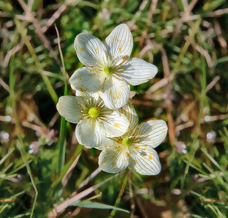 A trio of Wood Anemone