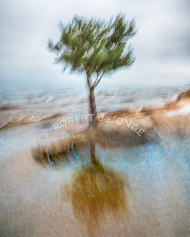 An impressionist interpretation of the Lake Tree as it fights to hold it's ground on a windy day.