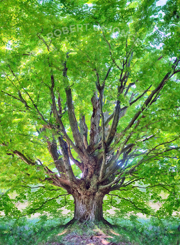 The Ancient Maple tree on the Martin Basch Farm in the Port Oneida Rural District of Sleeping Bear Dunes National Lakeshore. Vertical Panorama