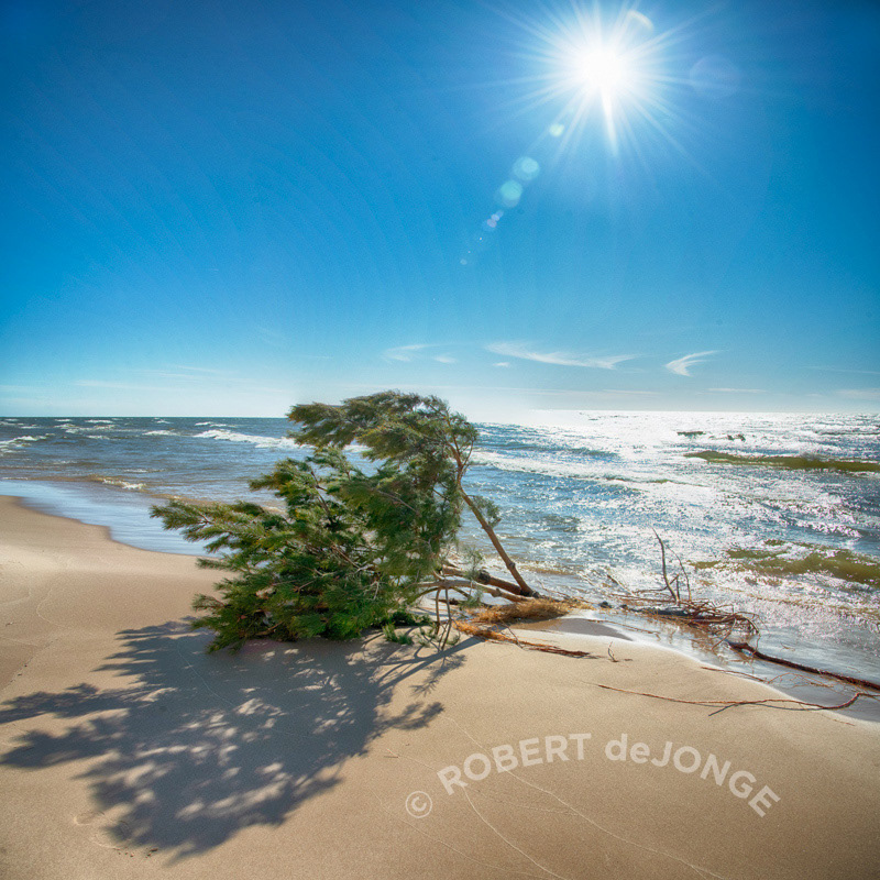 A bright sunny day on Lake Michigan shoreline as the lake Tree has collapsed and most of the roots are exposed. early evening