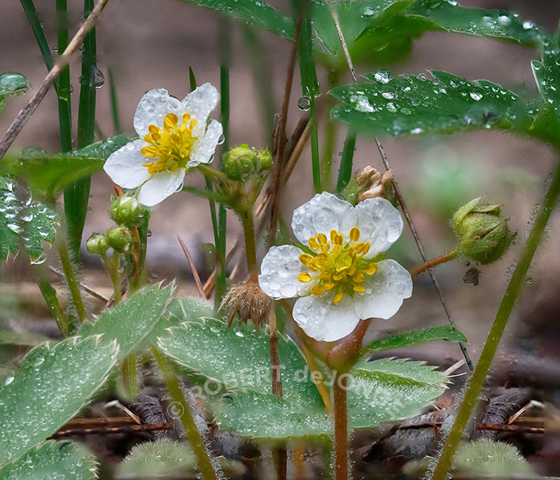 Wild Strawberry, blossoms, buds, rain, droplets, foliage