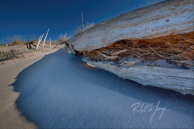 A low level shot of a split log filled with debris at Sleeping Bear Dunes •  HollowGhost2c.jpg