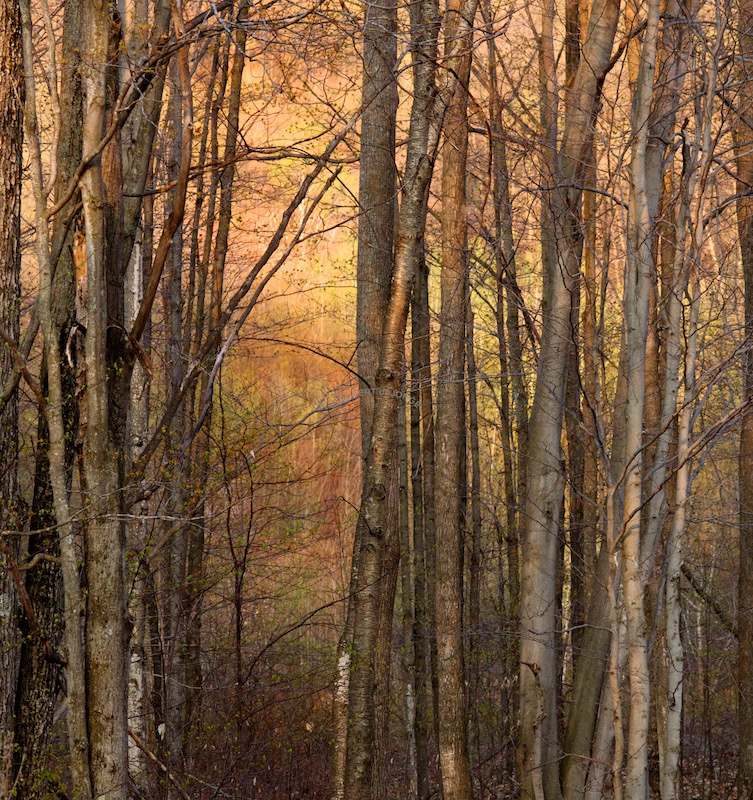 Spring, Woods, Forest, opening, trees, Spring colors, Sunset