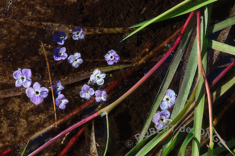 Bluets, stream, floating, wildflowers, grasses