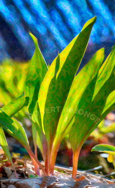 Wild Leeks, woods, spring, backlit, sun, 