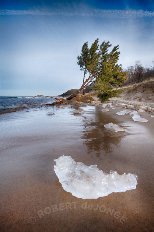 The ice breaks up around the Lake Tree. The tree loses it's grip in the eroding beach and begins to lean.