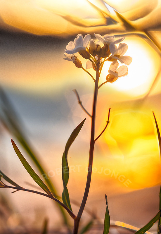 The setting sun shines through the blossoms of a wildflower on the beach