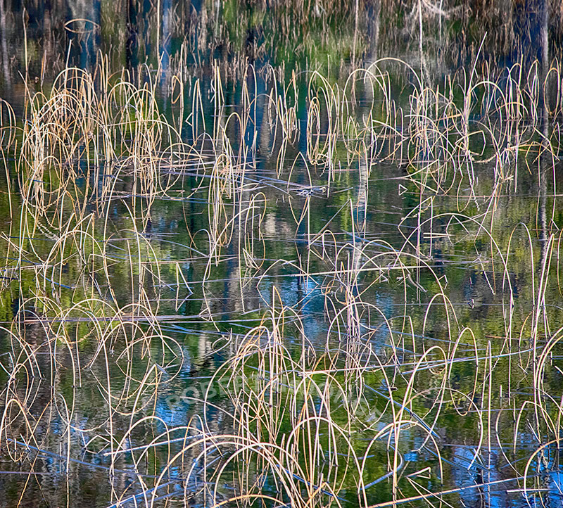 Wetlands, swap, bent reeds, reflections, Platte River, sleeping bear dunes
